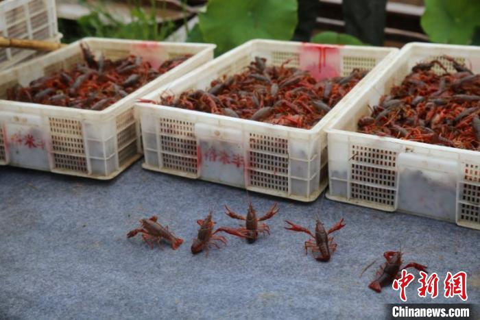     图为鱼台小龙虾。中共鱼台县委宣传部供图