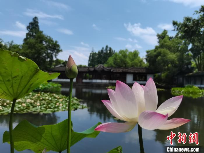 图为杭州西湖荷花展展出的荷花。西湖景区灵隐管理处供图