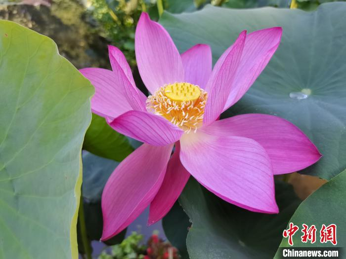 图为“东湖新红”品种。西湖景区灵隐管理处供图