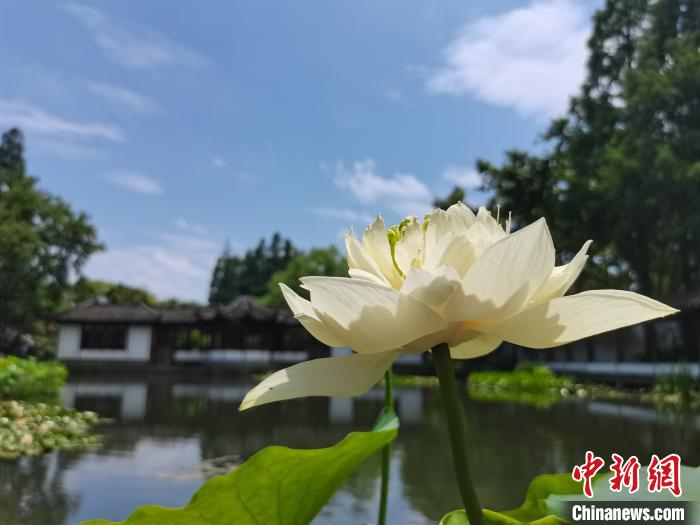 图为杭州西湖荷花展展出的荷花。西湖景区灵隐管理处供图