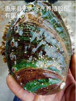 赏海景、品佳鲍！揭阳台美女帅哥主播今天下午带您走进惠来鲍鱼国际网络节