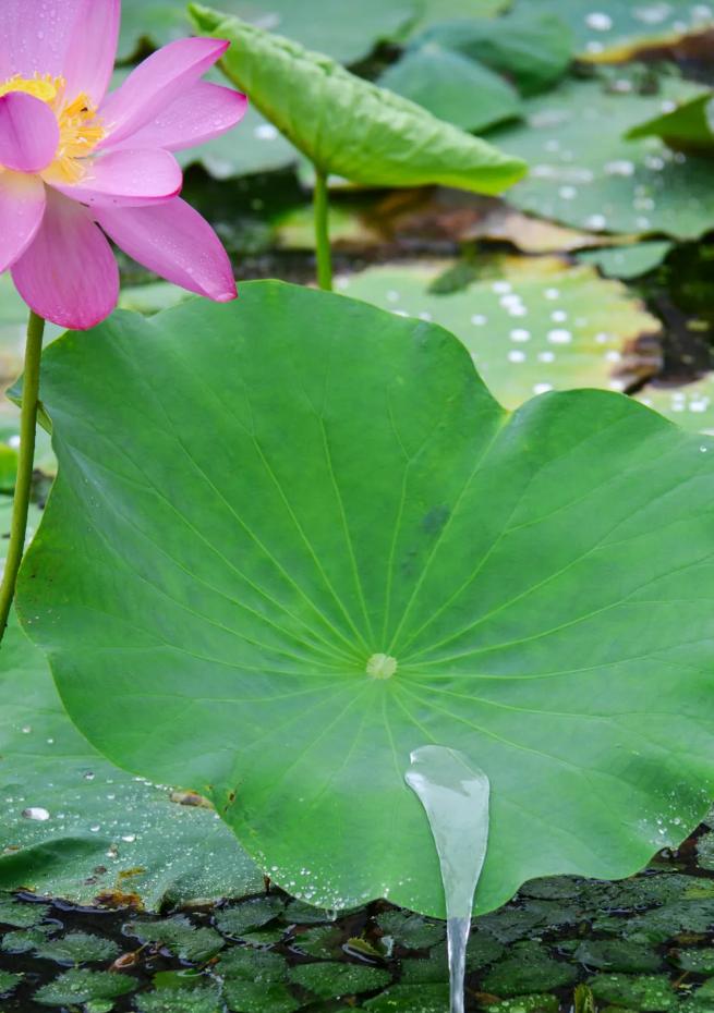 锡山鹅湖看“网红花海”不早不晚刚刚好