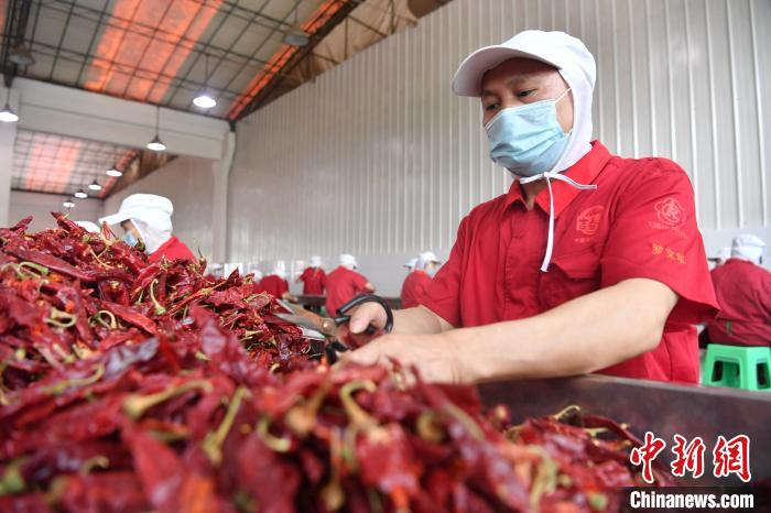 残疾员工在车间里剪辣椒柄。　张浪 摄