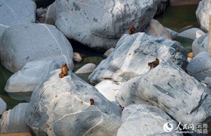 罕见！26只熊猴在德宏大盈江集体洗澡（图）