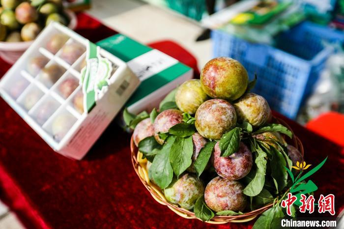 翁源三华李。　肖翰 摄