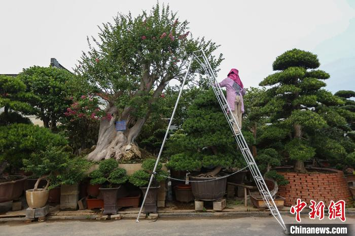 如皋花木大世界(国际园艺城)内，工作人员对大型盆景进行修剪。　泱波 摄