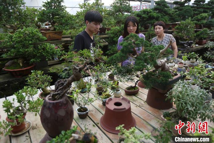 形态各异的盆景吸引了年轻人前来购买。　泱波 摄