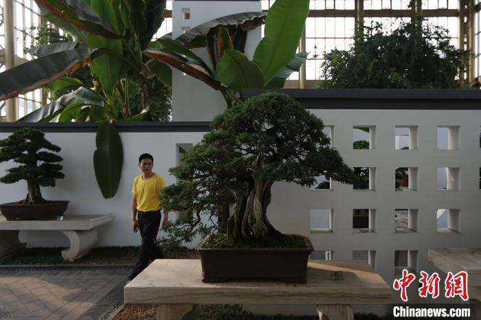 借助或大或小的盆景，顾庄走出了盆景精品化和大众化两条路。　泱波 摄