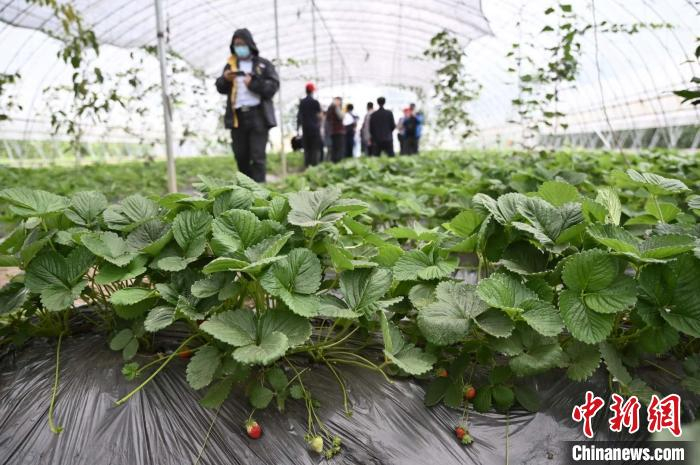 苏苏东旺果蔬专业合作社草莓大棚迎来一批又一批采摘游客。　张兴龙 摄