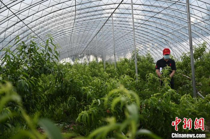 桦川县苏苏东旺果蔬专业合作社里种植了30余种果蔬。　张兴龙 摄