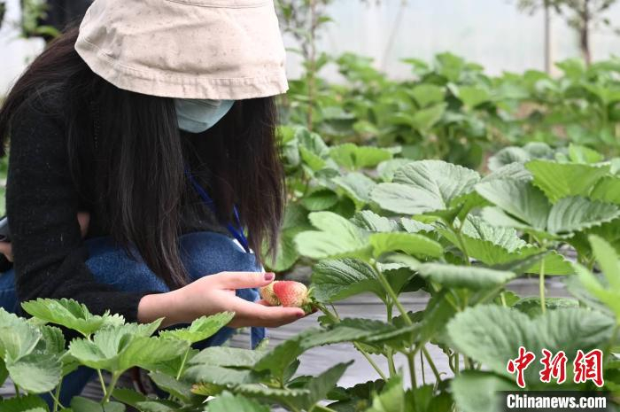 桦川县苏苏东旺果蔬专业合作社的草莓深受采摘游客欢迎。　张兴龙 摄