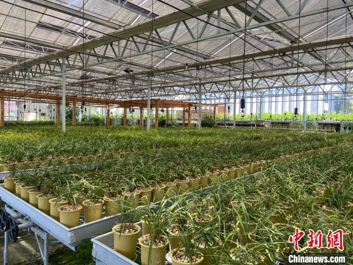 棠棣村兰农种植的兰花。　项菁 摄