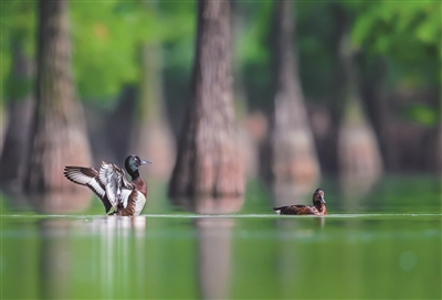  池杉湖湿地公园