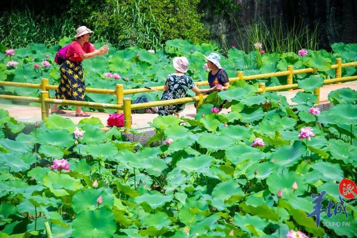 这个夏天相约番禺莲花山看全国荷花展，32组美图先睹为快！