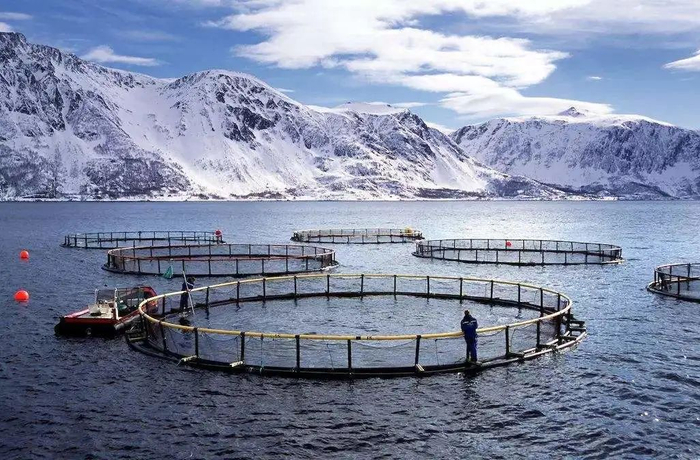 【图】挪威的三文鱼养殖场（图片来源：搜狐）