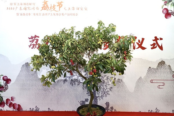 图说：“定居”上海的的广东古荔树  采访对象供图（下同）