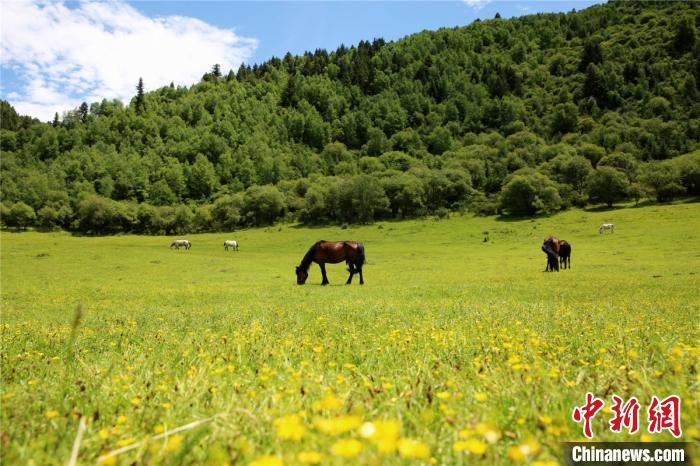 图为神座村自然风光。阿坝县委宣传部供图