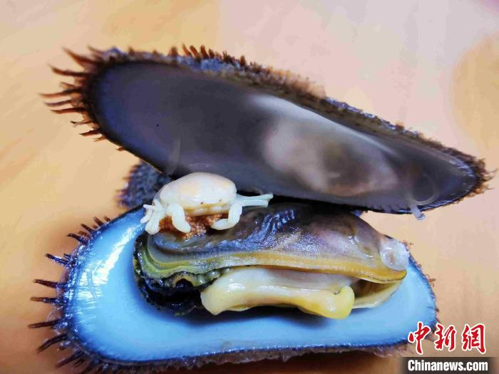 壳内螺蟹共存是石夹螺特有的生长习性 李晓春 摄