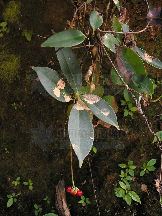 饭团藤,见过吗?能行气止痛,祛风除湿,治骨折