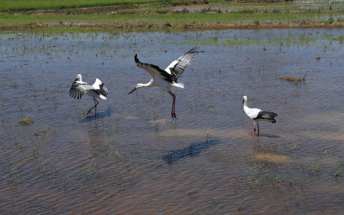 经过2个多月的精心救护，3只幼鸟慢慢长大，身体各项生理指标已恢复正常。江西省林业局供图
