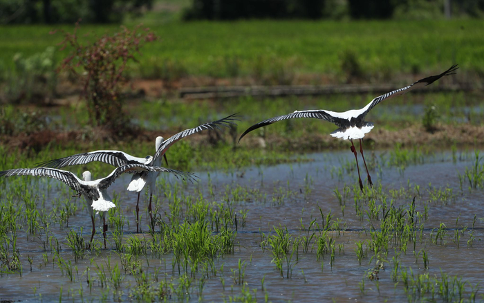 振翅欲飞的3只东方白鹳幼鸟。江西省林业局供图