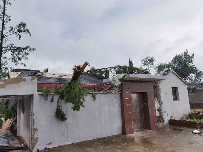 ↑ 一颗大树被大风从远处携至居民院中