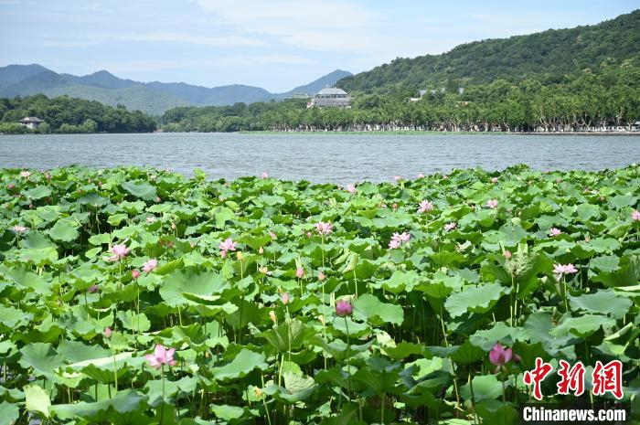 图为西湖里盛开的荷花。　张茵 摄