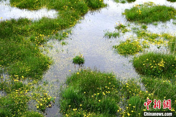 小黄花在花湖沼泽中盛开。　安源 摄
