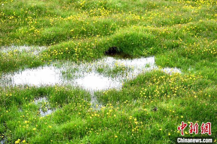 小黄花在花湖沼泽中盛开。　安源 摄