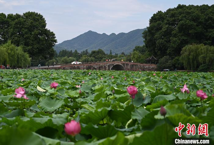 图为绽放在西湖十景之平湖秋月的荷花。　张茵 摄
