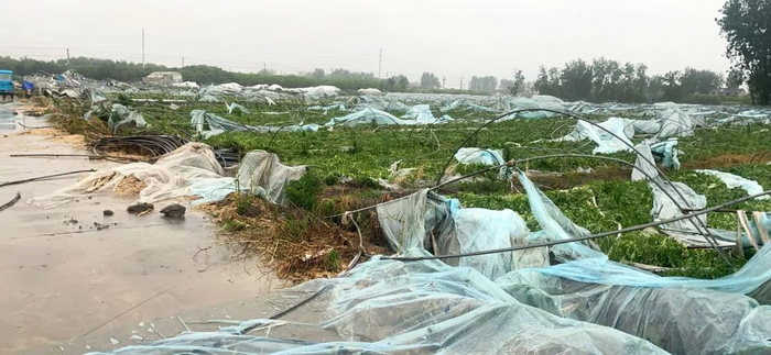 ↑ 蔬菜大棚遭受损失