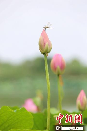 清新淡雅的荷花引来蜻蜓。　钟学满 摄
