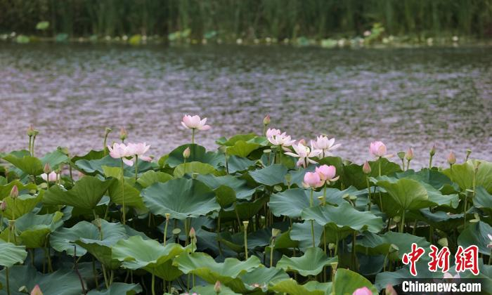 微风乍起，荷池的水面上泛起了一层层的涟漪。　钟学满 摄