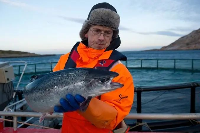 ▲挪威三文鱼养殖场。图据Salmon Business