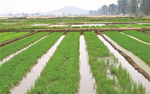 徐州市小麦陆续开始大面积收割