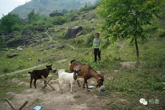 △2016年6月1日，陈日只在放羊。