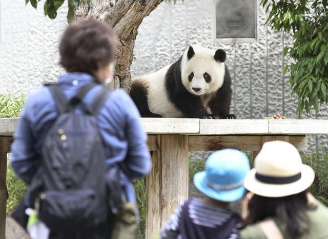 舍不得！旅日大熊猫旦旦7月回国 大批日本人抽签告别