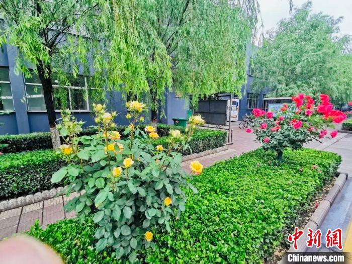 星原钢铁集团厂在林中隐，人在花中行。　任丽娜 摄