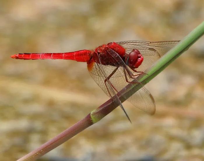 没逮过抢手“红蜻蜓”的童年，是不完整的