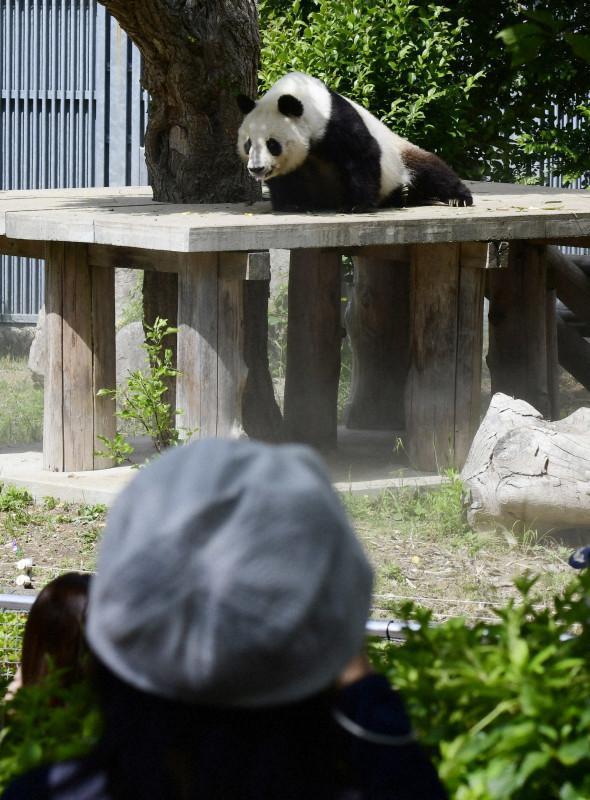 舍不得！旅日大熊猫旦旦7月回国 大批日本人抽签告别