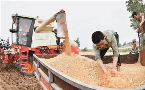 徐州市小麦陆续开始大面积收割