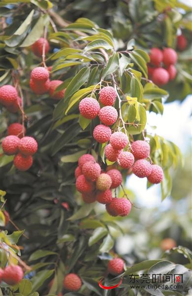 果园里荔枝挂满枝头，正是采摘好时节 东莞时报记者 赵浛锐 摄