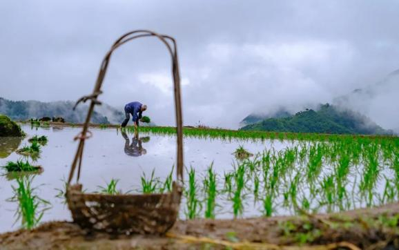 ▲ 每年芒种前后，安徽歙县的安苗时节。摄影/丁嘉一