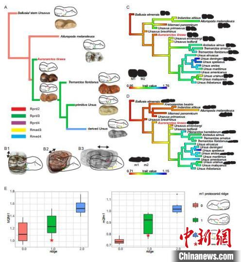 熊亚科的牙齿结构演化。(江左其杲 供图)