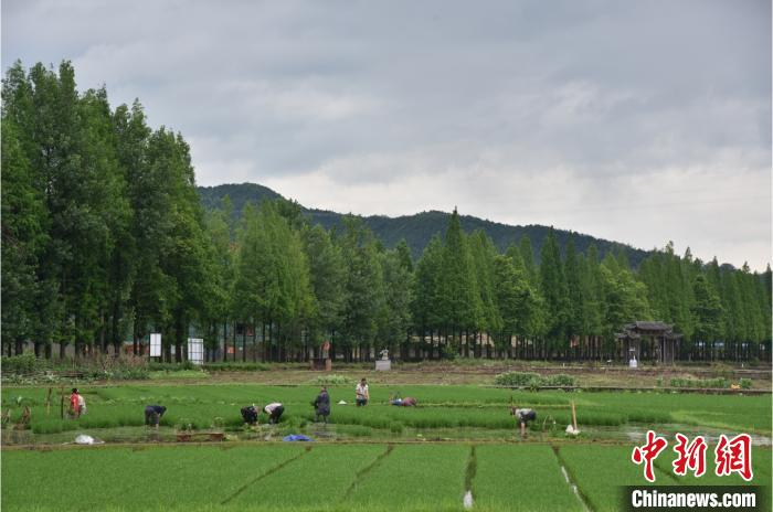 农民们正在水田间劳作 范宇斌 摄