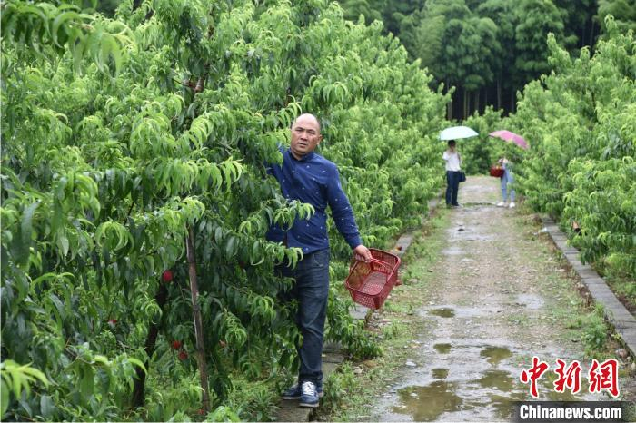 杨小健在家庭农场里采摘成熟的桃子 范宇斌 摄