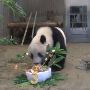 日本东京上野动物园重新开放大熊猫“香香”人气依旧_手机新浪网