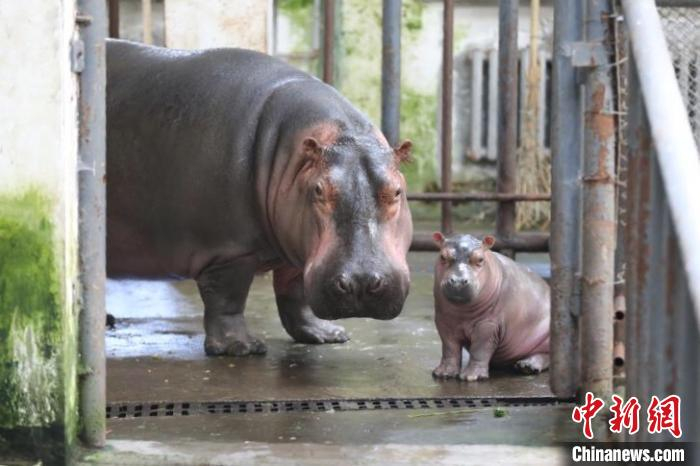 小河马与妈妈在河马馆 刘晓密 摄
