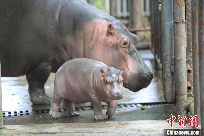 小河马与妈妈在散步 刘晓密 摄