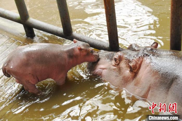 小河马与妈妈在水中嬉戏 刘晓密 摄